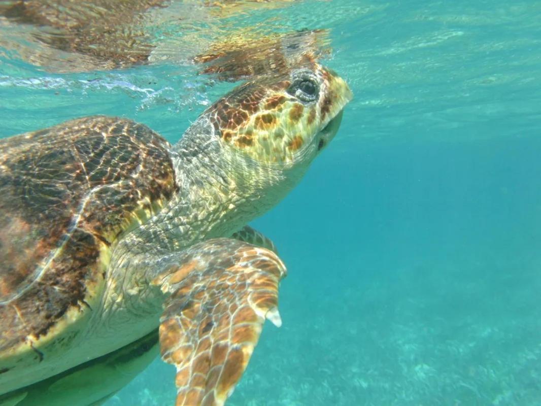 Tropical Paradise Express Кей-Колкер Екстер'єр фото